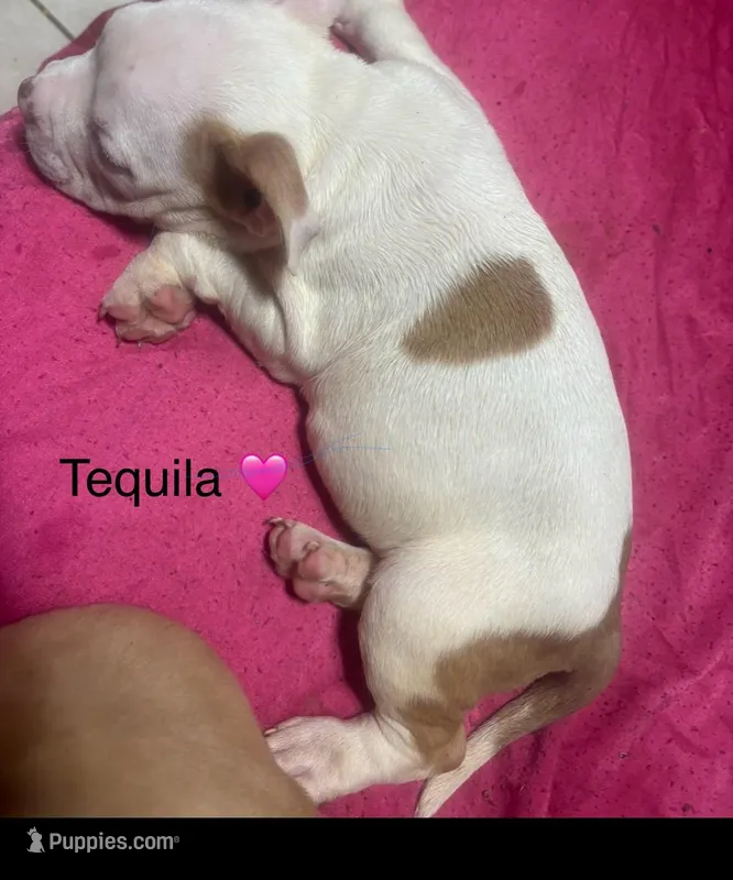 Tequila – American Bully puppy for sale in Orlando, FL