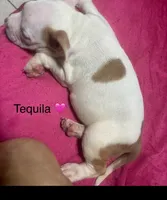 Tequila, a female American Bully for sale in Orlando, FL – Photo 1 of 3