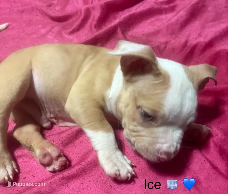 Ice – American Bully, American Pit Bull Terrier puppy for sale in Orlando, FL