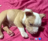 Ice, a female American Bully and American Pit Bull Terrier for sale in Orlando, FL – Photo 1 of 3
