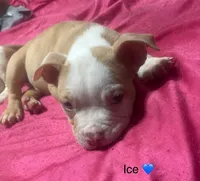 Ice, a female American Bully and American Pit Bull Terrier for sale in Orlando, FL – Photo 2 of 3