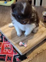 Parti (microchipped), a female Pomeranian for sale in Kearney, NE – 4 of 7