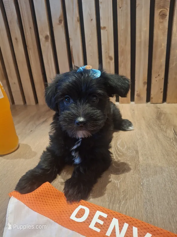 Morkie (Microchipped) – Maltese, Yorkshire Terrier puppy for sale in Kearney, NE