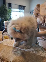 Teddy Pom (microchipped), a male Pomeranian for sale in Kearney, NE – 8 of 9