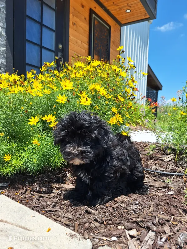 Morkie (Microchipped.) – Maltese, Yorkshire Terrier puppy for sale in Kearney, NE