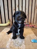 Morkie (Microchipped), a male Maltese and Yorkshire Terrier for sale in Kearney, NE – 5 of 7