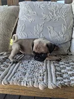 Pug Microchipped, a male Pug for sale in Kearney, NE – 7 of 9