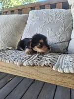 Yorkie Microchipped, a male Yorkshire Terrier for sale in Kearney, NE – 4 of 9