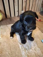 Morkie (Microchipped), a male Maltese and Yorkshire Terrier for sale in Kearney, NE – 7 of 7
