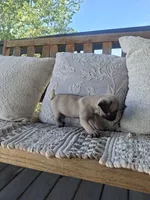 Pug Microchipped, a male Pug for sale in Kearney, NE – 3 of 9