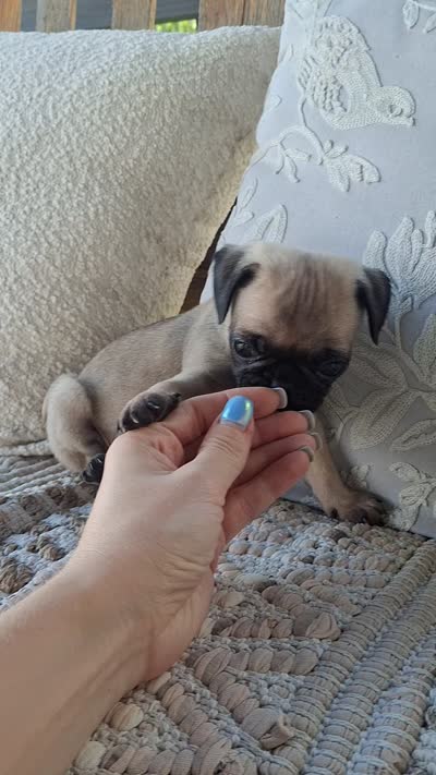 Pug Microchipped, a male Pug for sale in Kearney, NE – 2 of 9