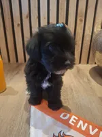 Morkie (Microchipped), a male Maltese and Yorkshire Terrier for sale in Kearney, NE – 2 of 8