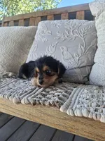Yorkie Microchipped, a male Yorkshire Terrier for sale in Kearney, NE – 6 of 9