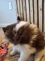 Parti (microchipped), a female Pomeranian for sale in Kearney, NE – 3 of 7