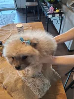 Teddy Pom (microchipped), a male Pomeranian for sale in Kearney, NE – 7 of 9