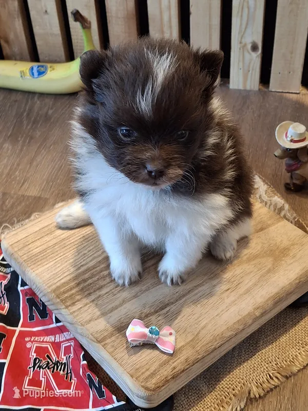 Parti (microchipped) – Pomeranian puppy for sale in Kearney, NE
