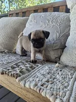 Pug Microchipped, a male Pug for sale in Kearney, NE – 5 of 9
