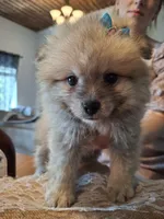 Teddy Pom (microchipped), a male Pomeranian for sale in Kearney, NE – 9 of 9