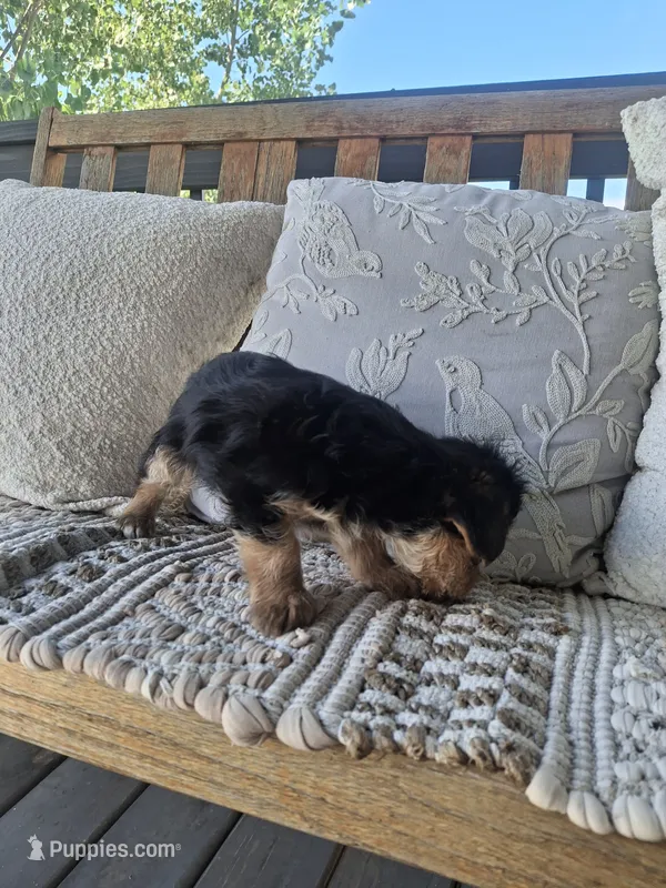 Yorkie Microchipped – Yorkshire Terrier puppy for sale in Kearney, NE