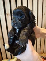Morkie (Microchipped), a male Maltese and Yorkshire Terrier for sale in Kearney, NE – 3 of 7
