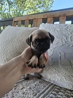 Pug Microchipped, a male Pug for sale in Kearney, NE – 4 of 9