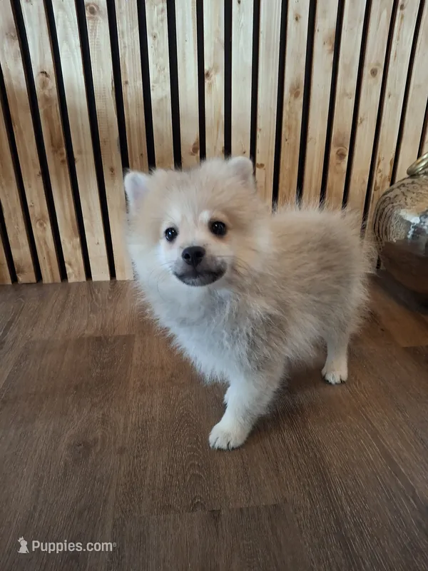 Teddy Pom (microchipped) – Pomeranian puppy for sale in Kearney, NE