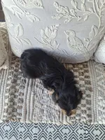 Yorkie Microchipped, a male Yorkshire Terrier for sale in Kearney, NE – 7 of 9