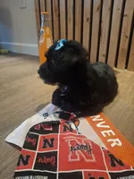 Morkie (Microchipped), a male Maltese and Yorkshire Terrier for sale in Kearney, NE – 7 of 8