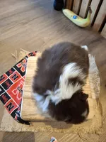 Parti (microchipped), a female Pomeranian for sale in Kearney, NE – 7 of 7