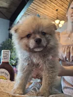 Teddy Pom (microchipped), a male Pomeranian for sale in Kearney, NE – 1 of 9