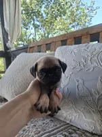 Pug Microchipped, a male Pug for sale in Kearney, NE – 8 of 9