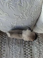 Pug Microchipped, a male Pug for sale in Kearney, NE – 6 of 9