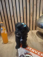Morkie (Microchipped), a male Maltese and Yorkshire Terrier for sale in Kearney, NE – 8 of 8