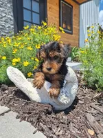 Tea Cup (microchipped), a male Yorkshire Terrier for sale in Kearney, NE – 5 of 6