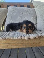 Yorkie Microchipped, a male Yorkshire Terrier for sale in Kearney, NE – 2 of 9