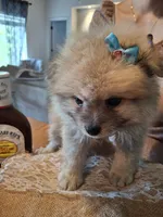 Teddy Pom (microchipped), a male Pomeranian for sale in Kearney, NE – 5 of 9