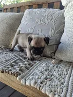 Pug Microchipped, a male Pug for sale in Kearney, NE – 9 of 9