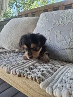 Yorkie Microchipped, a male Yorkshire Terrier for sale in Kearney, NE – 8 of 9