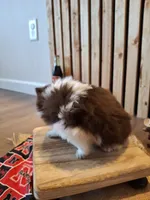 Parti (microchipped), a female Pomeranian for sale in Kearney, NE – 5 of 7