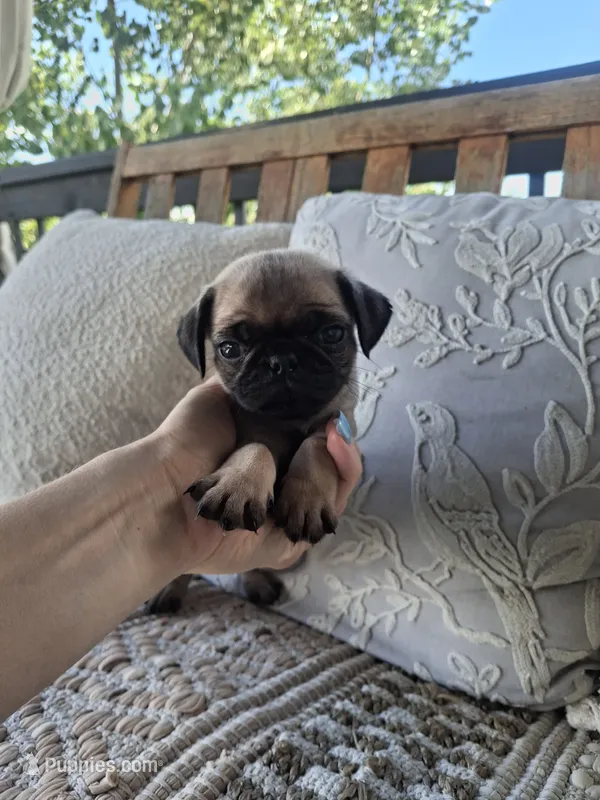 Pug Microchipped – Pug puppy for sale in Kearney, NE