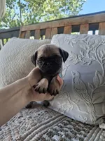 Pug Microchipped, a male Pug for sale in Kearney, NE – 1 of 9