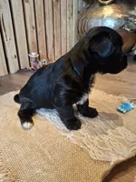 Morkie (Microchipped), a male Maltese and Yorkshire Terrier for sale in Kearney, NE – 2 of 7