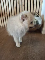 Teddy Pom (microchipped), a male Pomeranian for sale in Kearney, NE – 4 of 8