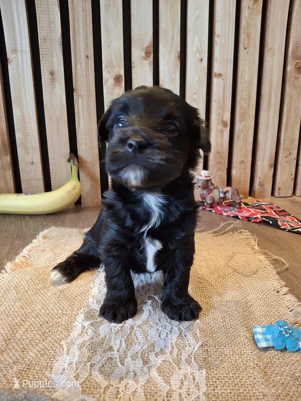 Morkie (Microchipped) – Maltese, Yorkshire Terrier puppy for sale in Kearney, NE