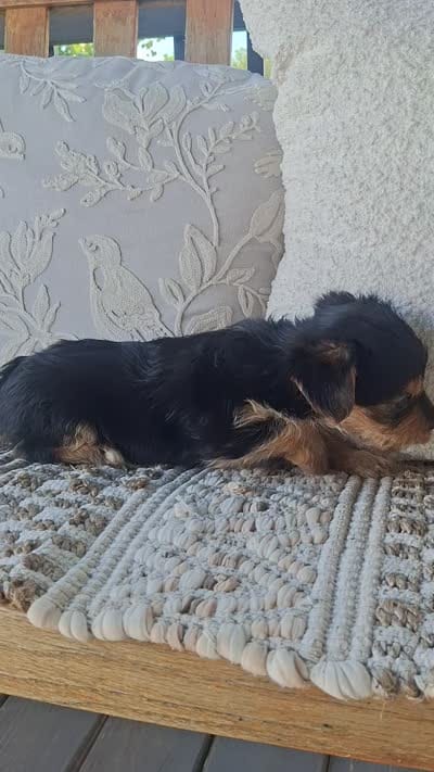 Yorkie Microchipped, a male Yorkshire Terrier for sale in Kearney, NE – 3 of 9