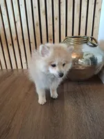 Teddy Pom (microchipped), a male Pomeranian for sale in Kearney, NE – 7 of 8