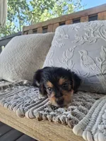 Yorkie Microchipped, a male Yorkshire Terrier for sale in Kearney, NE – 5 of 9
