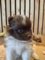 Parti (microchipped), a female Pomeranian for sale in Kearney, NE – 6 of 7