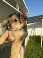 Malachi, a male Yorkshire Terrier for sale in Kissimmee, FL – 1 of 4