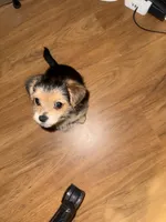Malachi, a male Yorkshire Terrier for sale in Kissimmee, FL – 4 of 4